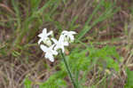 Texas bullnettle